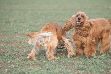 Two playful dogs, a golden cocker spaniel and a fluffy brown cocker spaniel, are joyfully running across a grassy field, showcasing their friendship and energy in a natural setting