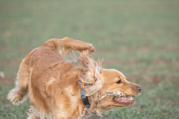 Two playful dogs, a golden cocker spaniel and a fluffy brown cocker spaniel, are joyfully running across a grassy field, showcasing their friendship and energy in a natural setting