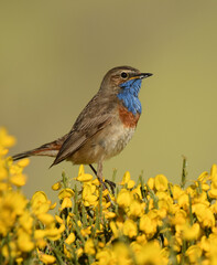 un pechiazul macho en la sierra de gredos