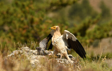 alimoche captura una paloma en el campo