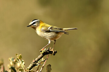 reyezuelo listado en el campo