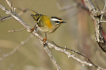 reyezuelo listado en el campo