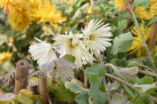 Beautiful white chrysanthemum flowers closeup in the winter garden, Closeup of Chrysanthemum flower, Field of the white Chrysanthemum, Beautiful white flower blooming in nature. - Powered by Adobe