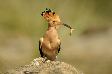 Abubilla en primavera en el campo