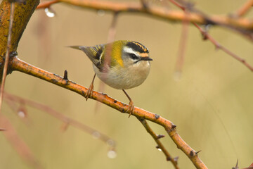 reyezuelo listado en el campo