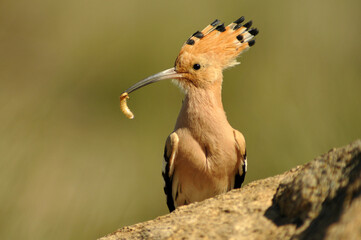 Abubilla en primavera en el campo