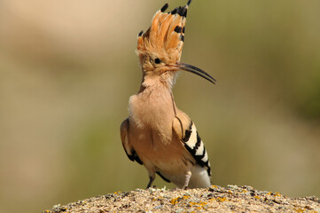 Abubilla en primavera en el campo