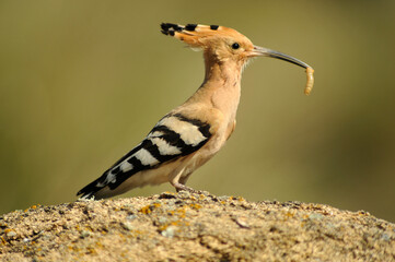 Abubilla en primavera en el campo