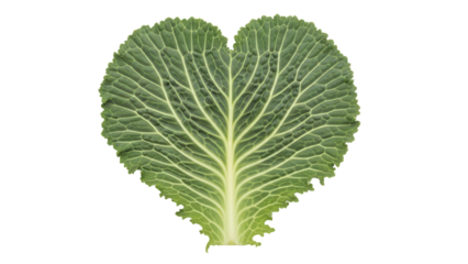 Isolated, textured green cabbage leaf in heart shape, healthy diet vegetable ingredient