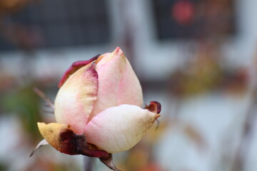 piękna r&oacute;ż jako symbol miłości