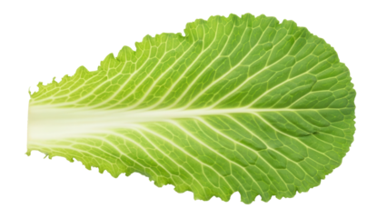 Isolated leaf of Chinese cabbage for cooking and salads, healthy eating concept, nutrient source