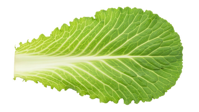 Isolated leaf of Chinese cabbage for cooking and salads, healthy eating concept, nutrient source