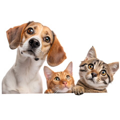 Can You Resist These Faces? on transparent background