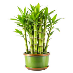 Green Bamboo Plant in Pot