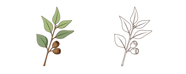 Green eucalyptus twig with leaves and seeds and black outline sketch isolated on white background depicting medicinal plant for herbal therapy in vector style © Dzianis