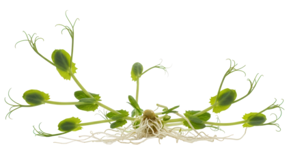Isolated Young Pea Sprouts – Emerging Plant with Roots and Green Tendrils, Food Photography