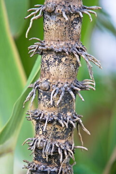 a sugarcane stalk (Saccharum officinarum) close up, highlighting detailed adventitious aerial roots.