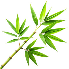 Green bamboo leaves on white background