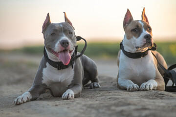 Two playful dogs, one with a white coat and the other with a gray coat, sit side by side on a gravel path, enjoying a sunny day in a natural outdoor setting