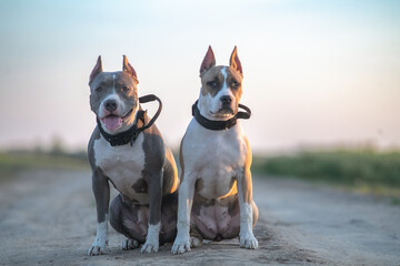 Two playful dogs, one with a white coat and the other with a gray coat, sit side by side on a gravel path, enjoying a sunny day in a natural outdoor setting