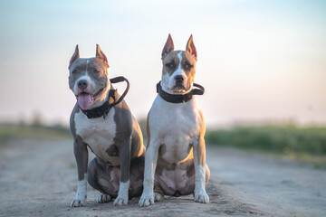 Two playful dogs, one with a white coat and the other with a gray coat, sit side by side on a gravel path, enjoying a sunny day in a natural outdoor setting