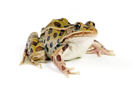 Northern leopard frog // Leopardfrosch (Lithobates pipiens) - USA