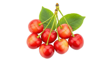Obraz premium Isolated Bing Cherries Still Life, Group of Red Fruit, Fresh Cherry Leaves, Healthy Food