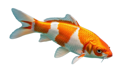 Isolated orange and white koi carp, colorful fish in a tank, swimming aquatic animal