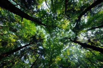 Fototapeta premium Exploring the lush green forest canopy with sunlight filtering through trees in a vibrant natural setting