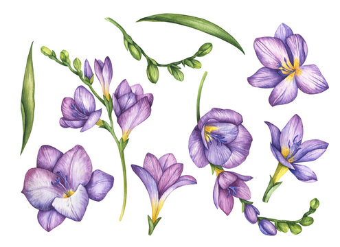 Freesia Drawing Images – Browse 24,670 Stock Photos, Vectors, and