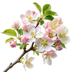 Apple blossoms on branch