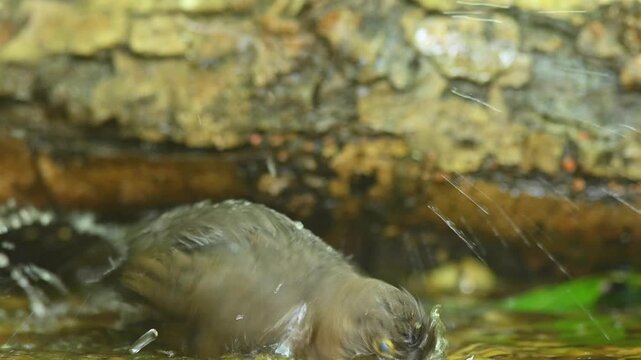 Blackbird Turdus merula bathing and cleaning its feathers in a bird bath, captured in natural daylight. Garden wildlife video.