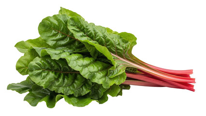 Isolated bunch of fresh raw red chard leaves, Swiss chard, stems, vegetable, ingredient
