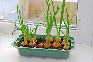 Green onion growing in a plastic container on a window sill. Home gardening of fresh healthy food. Sustainable agriculture concept for spring.