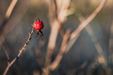 Single Red Rose Hip on Thorny Branch with Soft Autumn Background