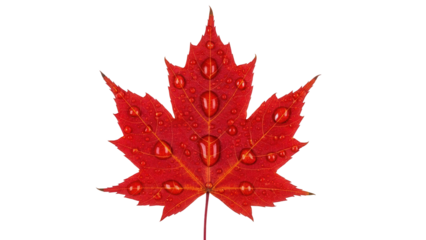 Isolated maple leaf with water droplets autumn foliage Canada Canadian symbol fall beauty