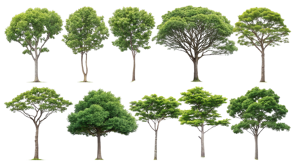 Professional Pack of Ten Different Green Tree Species for Architectural Visualization Isolated on a transparent background 