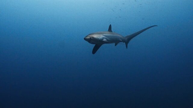 Thresher Shark Gliding Through Deep Blue Ocean