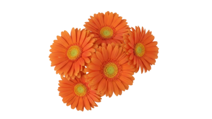 Isolated blossoms showing beauty of orange gerbera daisies in a natural floral grouping