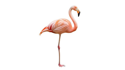 Isolated flamingo stands on one leg in its natural environment on a clear day