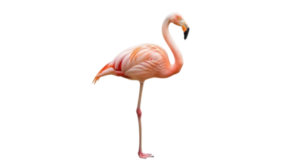 Isolated flamingo stands on one leg in its natural environment on a clear day