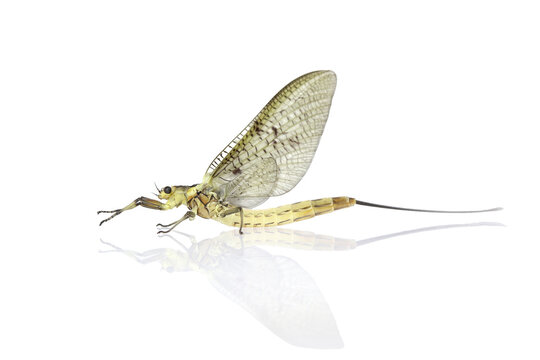 Macro shot of a Mayfly (Ephemeroptera) isolated on white background