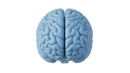 Isolated illustration of a human brain showing cerebrum hemispheres for medicine and learning