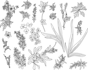 Set of flowers and leaves on a transparent background in vintage style	
