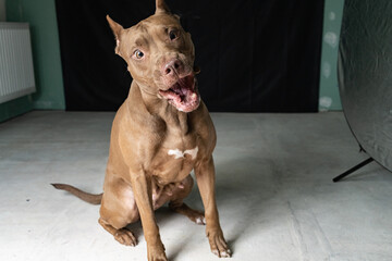 Brown dog with a muscular build sitting attentively on a concrete floor, showcasing its playful demeanor and loyalty in a studio setting with dark background