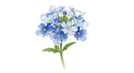 Cluster of blue and white verbena flowers with green stem and leaves on black background blue flower