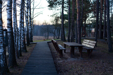 Wooden boardwalk path in mixed forest with birch trees and picnic table with benches