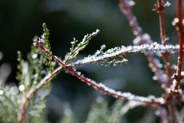 Macro close up of green juniper branch covered with white frost crystals in sunlight
