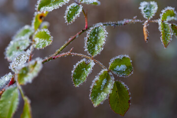 Green plant leaves covered with frost and snow close up in winter