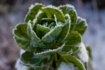 Green plant leaves covered with frost and snow close up in winter